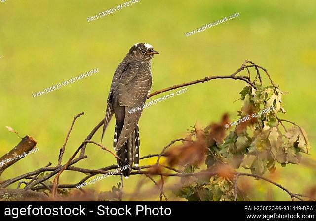 13 August 2023, Mecklenburg-Western Pomerania, Dranske Auf Rügen: 13.08.2023, Dranske. A cuckoo (Cuculus canorus) sits on a branch in a meadow near Dranske on...