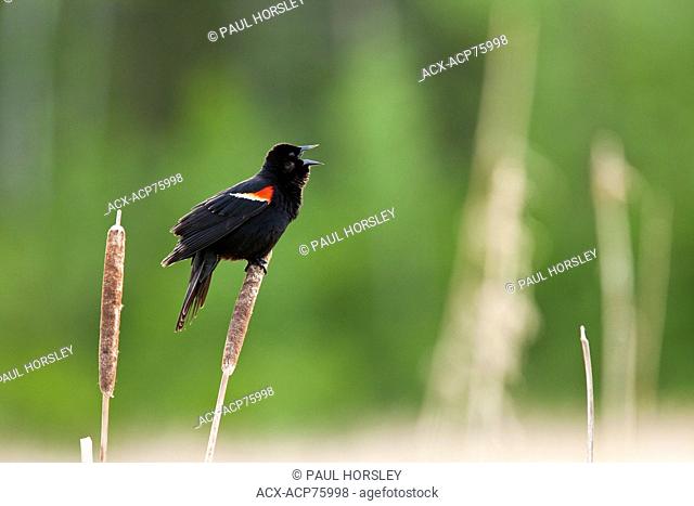 Red-Winged Blackbird, agelaius phoeniceus, singing from reed head, Elk Island National Park, Alberta, Canada