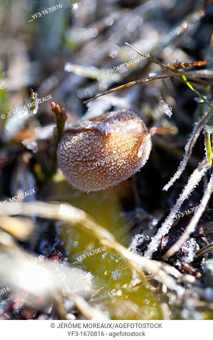 Close-up of Fungi covered in frost, France, Alps