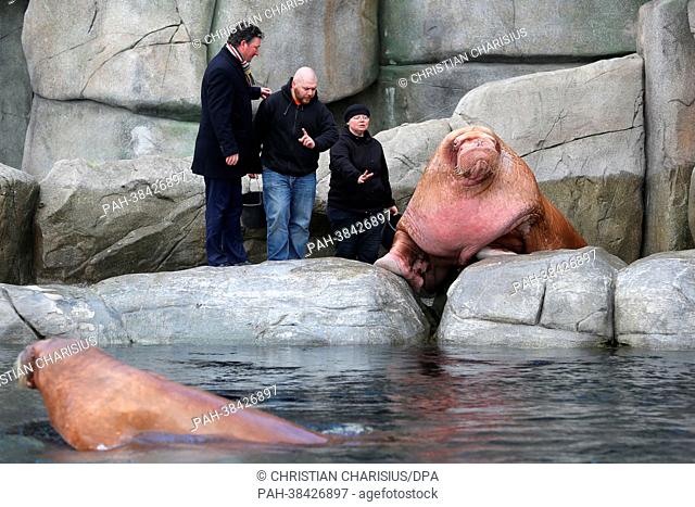 Stephan Hering-Hagenbeck (L), Zoological Director of Hagenbeck Zoo, and Russian keepers Anna (R) and Ivan Pavlov (C) stand next to male walrus Odin (R) and...