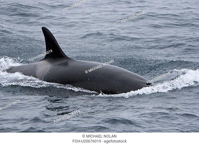 A group of 6 to 8 Orca Orcinus orca which attacked and killed a white-beaked dolphin at 74 11.31 N and 16 03.48 E off the continental shelf southwest of Bear...