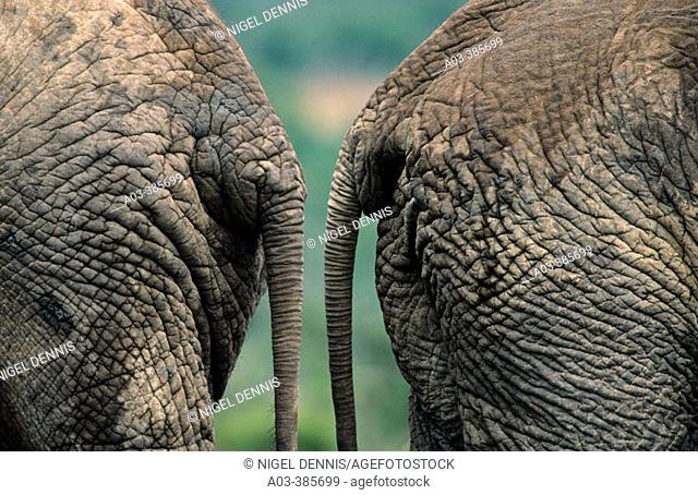 African Elephant. Loxodonta africana, Addo National Park, South Africa