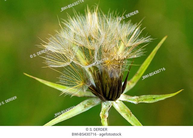 Oriental Goet's Beart, Jack-Go-To-Bed-At-Noon (Tragopogon pratensis subsp. orientalis, Tragopogon orientalis), fruiting, Germany, Bavaria, Murnauer Moos
