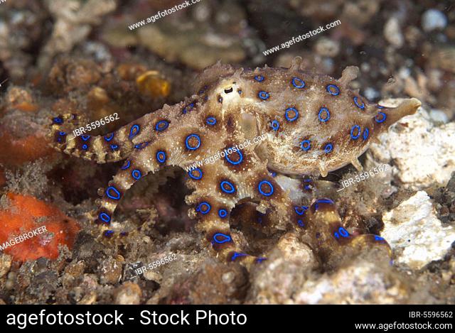 Greater Blue-ringed Octopus, Greater Blue-ringed Octopus, blue-ringed octopuses (Hapalochlaena lunulata), Other animals, Cephalopods, Animals, Molluscs
