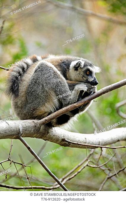 ring tailed lemur catta in Isalo National Park Madagascar