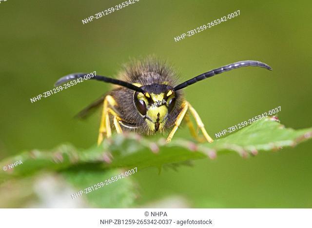 Male Common Wasp (Vespa vulgaris) Brockley cemetery, Lewisham October 2014