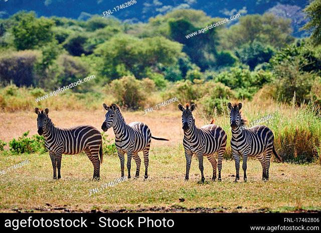 four zebras (Equus quagga) in Lake Manyara National Park, Mto wa Mbu, Tanzania, Africa|four zebra (Equus quagga) in Lake Manyara National Park, Mto wa Mbu