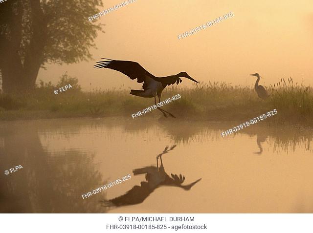 Black Stork (Ciconia nigra) adult, in flight over water, with Grey Heron (Ardea cinerea) adult, standing on bank at sunrise, Hortobagy N.P