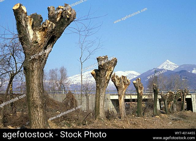 trees pruning along ditch, ranica, italy