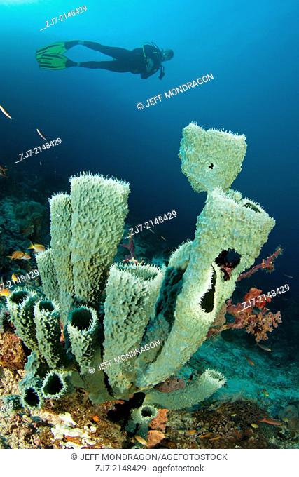 Scuba diver over sponges on tropical coral reef, Fam Channel dive site, Fam Island, Raja Ampat, Indonesia