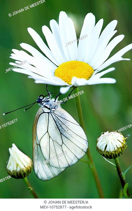 Black-veined White Butterfly - on Oxeye Daisy (Leucanthemum v) (Aporia crataegi)