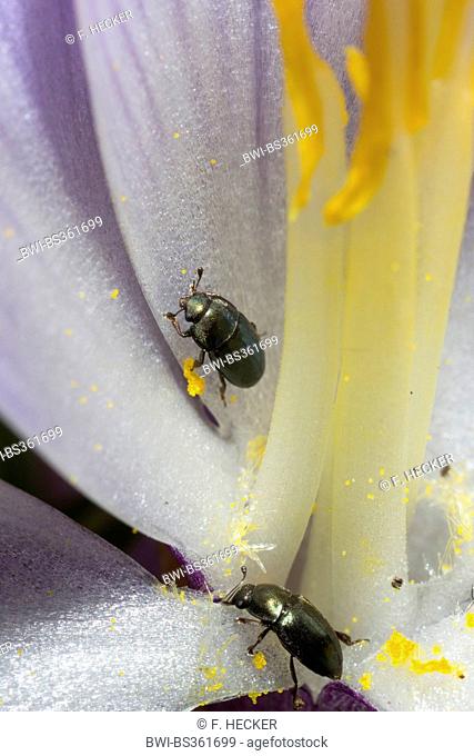 Pollen beetle (Meligethes aeneus, Brassicogethes aeneus), on a cocus flower, Germany
