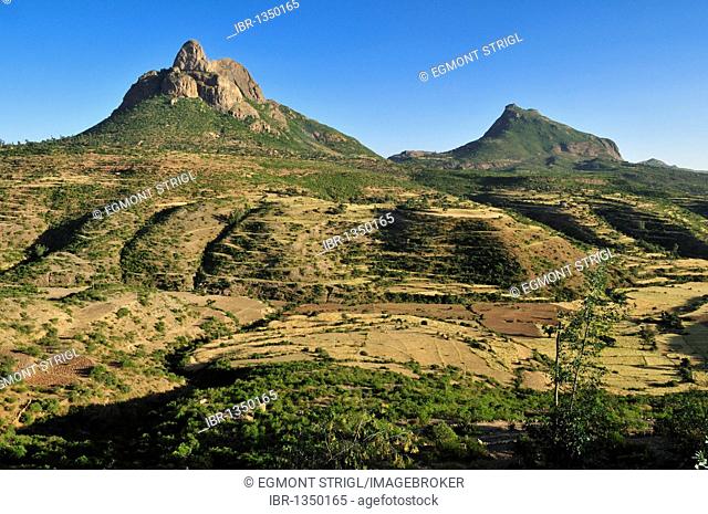 Terraced fields in the Adua, Adwa Mountains in Tigray, Ethiopia, Africa