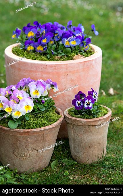 Pots with colorful horned violets (Viola cornuta)