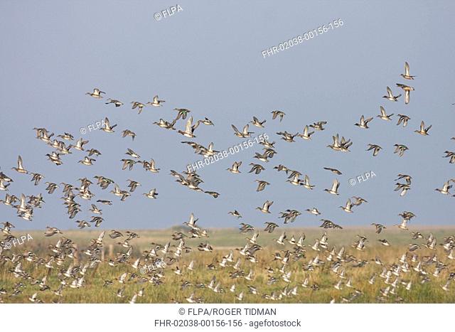 Common Teal Anas crecca flock, in flight over marshland, Norfolk, England, winter
