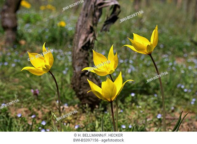 wild tulip (Tulipa sylvestris), flowering, Germany