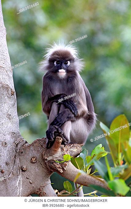 Dusky Leaf Monkey or Spectacled Langur (Trachypithecus obscurus), adult on tree, native to Asia, Singapore