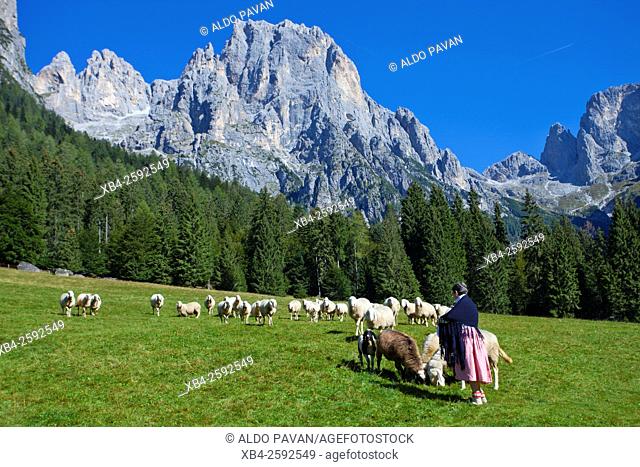 Herd of goats, Canali valley, Tonadico, Italy