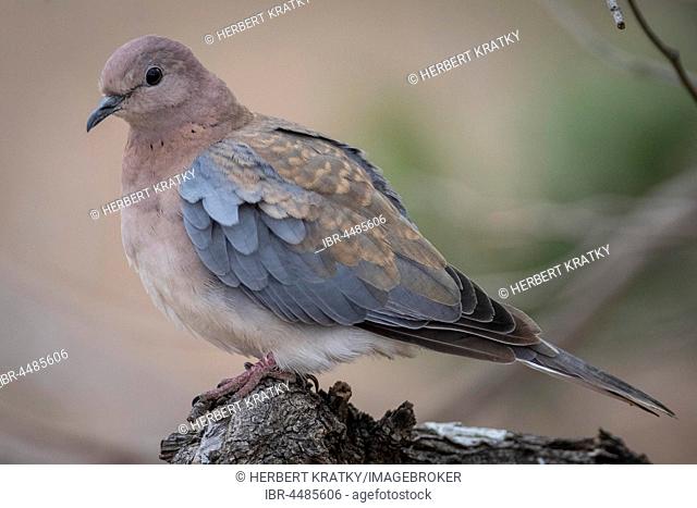 Laughing dove (Streptopelia senegalensis), Kruger National Park, South Africa