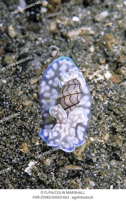 Sea Slug Micromelo undatus Pantai Parigi, Lembeh Straits, Sulawesi, Indonesia