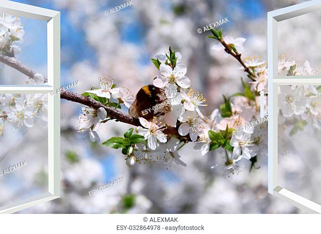 window to the garden with bumblebee flying above blossoming cherry-tree