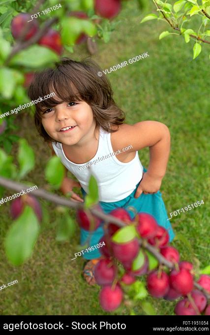 Cute toddler looking up at plums growing on tree branch