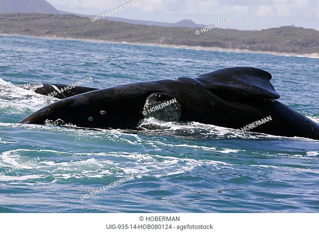 Southern right whale, near Gansbaai, Western Cape