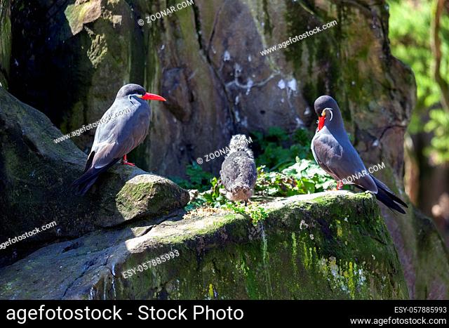 Inca Terns (Larosterna inca) and Chick on a rocky ledge