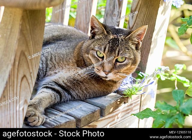 Cat resting on garden bench - Norfolk UK