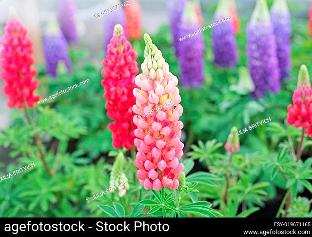 Colorful lupin