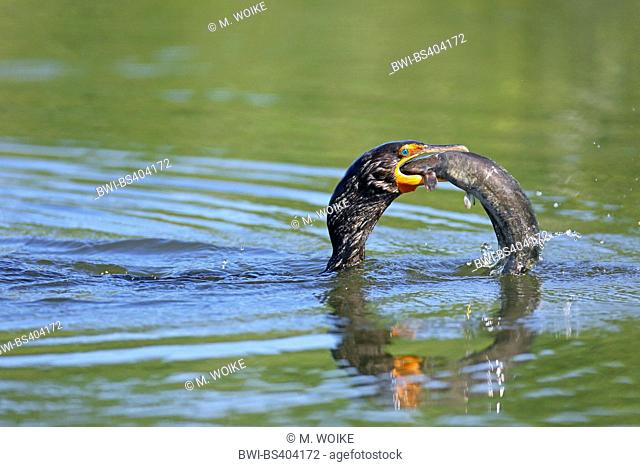 double-crested cormorant (Phalacrocorax auritus), feeds a catfish, USA, Florida, Venice