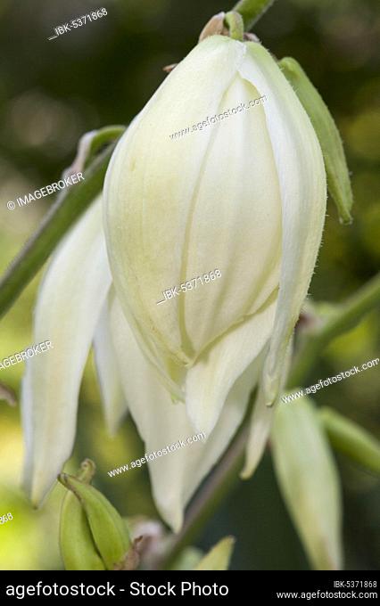Ferald's yucca (Yucca filamentosa), Occurrence southern North and Central America