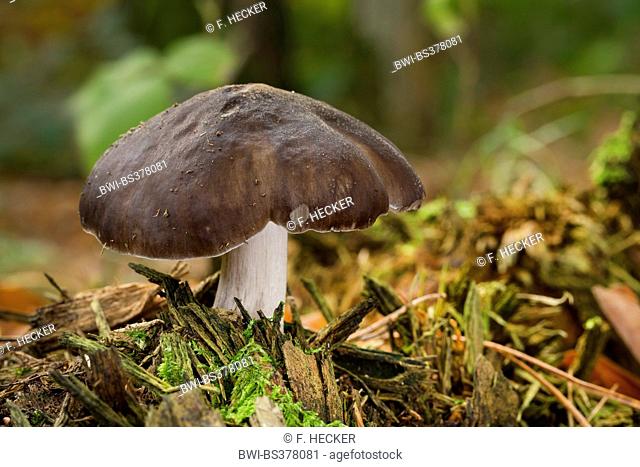 deer shield, deer mushroom, fawn mushroom (Pluteus cervinus, Pluteus atricapillus), fruiting body on forest ground, Germany