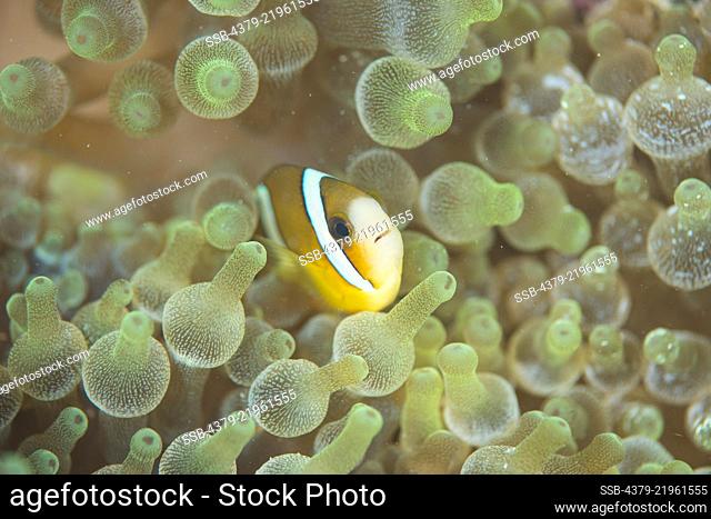 Clark's Anemonefish, Amphiprion clarkii, in a bubble-tip anemone, Mabul Island, Sabah, Malaysia, Borneo