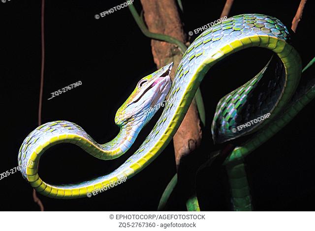 Ahaetulla nasutus. Vine snake/ Whip snake. Nonvenomous. Castle Rock, Karnataka, India