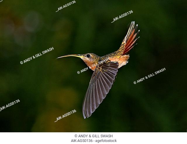 Rufous-breasted Hermit (Glaucis hirsutus) In flight with a dark tropical rain forest edge in the background