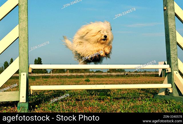 jumping purebred maltese dog in the morning sunshine