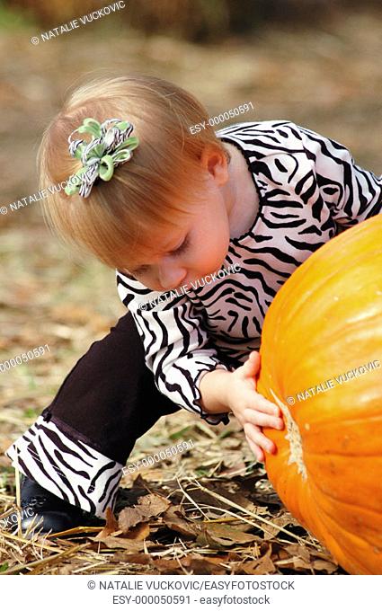 Toddler looking under the pumpkin at the pumkin patch