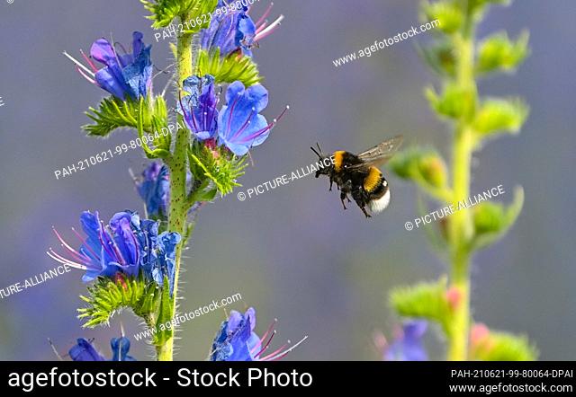 21 June 2021, Brandenburg, Dubrow: A bumblebee is approaching a flowering common viper's bugloss (Echium vulgare). The plant species from the genus Echium is...