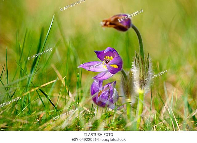 early spring beautiful blue flowers Pulsatilla pratensis (small pasque flower)