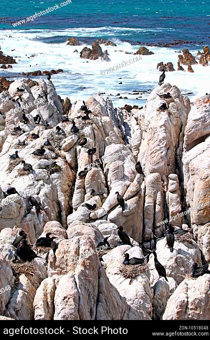 Kapkormoran-Kolonie, Kapscharben am Stony Point, Südafrika, colony of Cape cormorants, South Africa