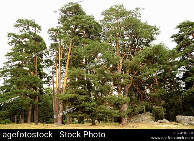 Scots pine (Pinus sylvestris) is an evergreen tree native to north and central Eurasia and mountains of southern Europe and Turkey