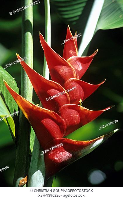 fleur de Balisier Heliconia Jardin de Balata Ile de la Martinique Departement et Region d'Outremer francais Archipel des Antilles Caraibes//Hliconia flower...