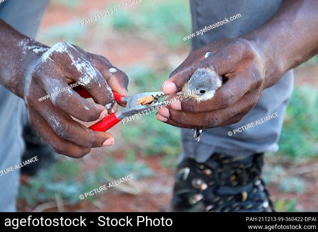 PRODUCTION - 05 December 2021, South Africa, Kalahari: A lesser kestrel chick is ringed to track how it develops despite extreme temperatures and long periods...