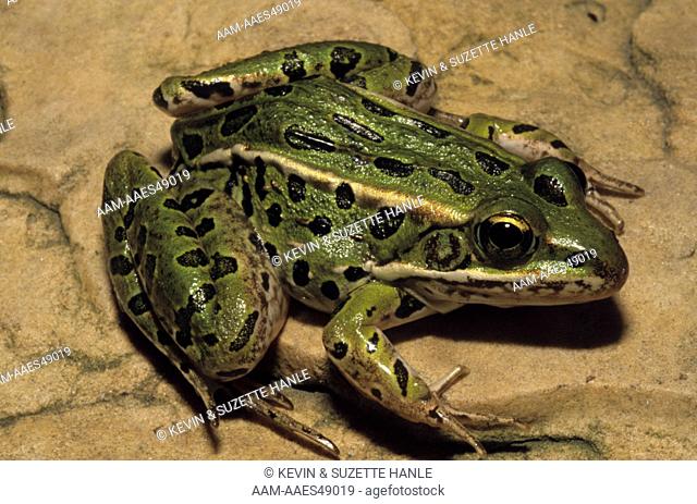 Northern Leopard Frog (Rana pipiens), WI