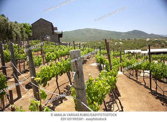 Farmer field vinicola in the mountains of Ensenada Baja california Mexico formations of trees in square