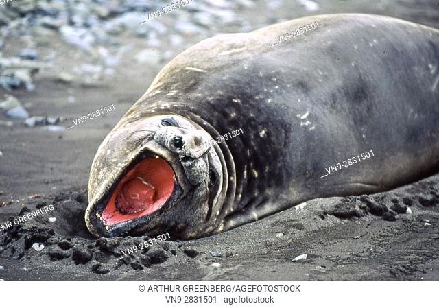 Yawning elephant seal, Hannah Point, Livingston Island, Antarctica