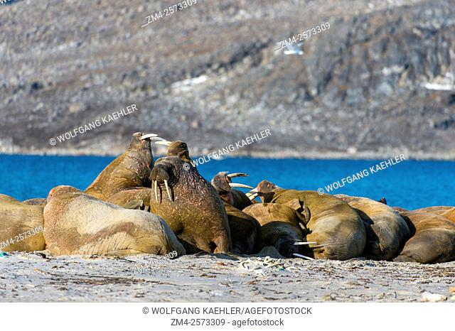 Walruses resting on a beach at Smeerenburg, Amsterdam Island in north-west Svalbard, a former whaling station originated with Danish and Dutch whalers in 1619