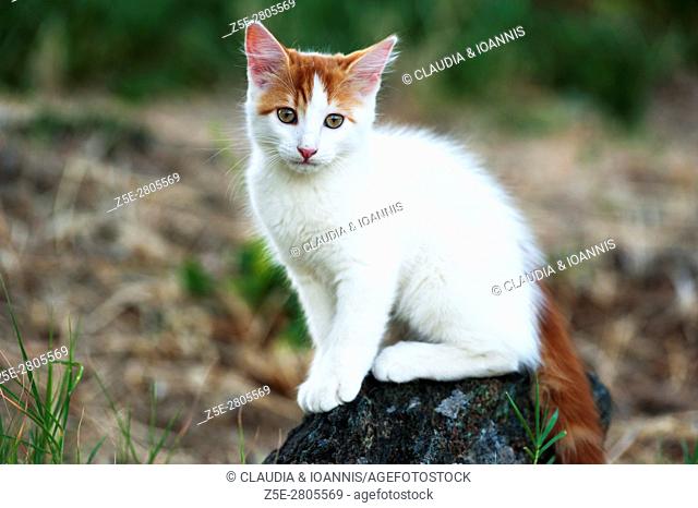 A white and red kitten sitting on a rock outdoors