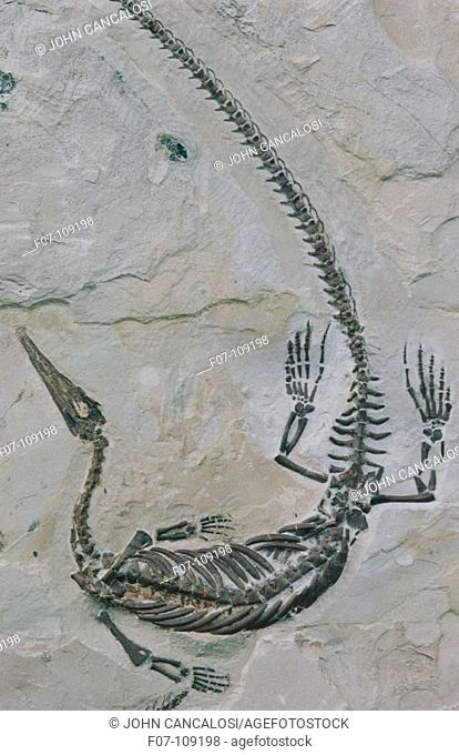 Fossil Mesosaur (Mesosaurus brasiliensis). Early Permian Period (286 to 258 million years ago). Irati formation. Brazil